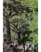 Baobab Collection Sacred Trees Touba dišeča sveča 1100 g