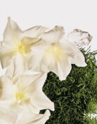 Calvin Klein CK Cotton Musk odišavljeno pršilo za telo in lase uniseks 100 ml