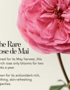 Chantecaille Rose de Mai Lip Balm vlažilni balzam za ustnice 2.5 g