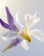 Darphin Éclat Sublime Rejuvenating Repair Cream regeneracijska krema za učvrstitev obraza 50 ml