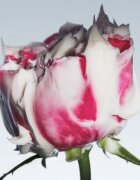 fresh Rose Deep Hydration Face Cream vlažilna krema za obraz s hialuronsko kislino 50 ml