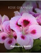 Friendly Soap Natural Soap Rose Geranium naravno milo 95 g