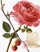 GOUTAL Rose Pompon toaletna voda za ženske 100 ml