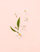 Gucci Bloom toaletna voda za ženske 100 ml