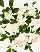 Gucci Flora Gorgeous Gardenia parfumska voda polnilna za ženske Refill 150 ml