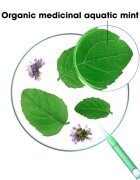 Klorane Organic Mint čistilni razstrupljevalni šampon za normalne lase 200 ml