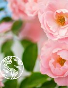 Le Petit Marseillais Bio Wild Rose osvežujoč gel za prhanje 250 ml