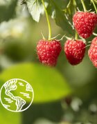 Le Petit Marseillais Raspberry BIO & Peony kremasti gel za prhanje 250 ml