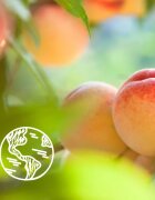 Le Petit Marseillais White Peach Bio & Nectarine Bio nežni gel za prhanje 250 ml