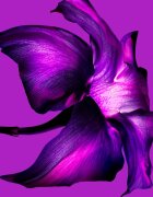 Mugler Alien Extraintense parfumska voda za ženske 60 ml