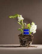 Nishane B-612 parfumski ekstrakt uniseks 50 ml
