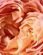 Reminiscence Rose Tentation parfumska voda uniseks 100 ml