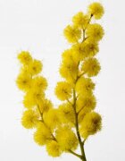 Reminiscence Sous un Mimosa de Provence toaletna voda intense uniseks 100 ml