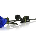 RoseAmor Blue stabilizirana vrtnica na steblu 1 kos