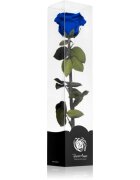 RoseAmor Blue stabilizirana vrtnica na steblu 1 kos