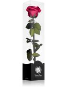 RoseAmor Fuchsia stabilizirana vrtnica na steblu 30 cm 1 kos
