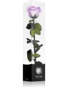 RoseAmor Lila stabilizirana vrtnica na steblu 30 cm 1 kos