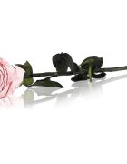 RoseAmor Pink stabilizirana vrtnica na steblu 30 cm 1 kos