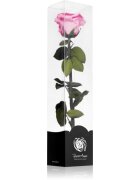 RoseAmor Pink stabilizirana vrtnica na steblu 30 cm 1 kos