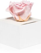 RoseAmor Pink stabilizirana vrtnica v škatlici 1 kos