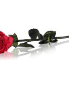RoseAmor Red stabilizirana vrtnica na steblu 30 cm 1 kos