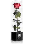 RoseAmor Red stabilizirana vrtnica na steblu 30 cm 1 kos