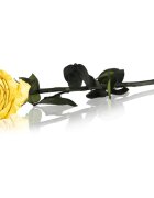 RoseAmor Yellow stabilizirana vrtnica na steblu 30 cm 1 kos