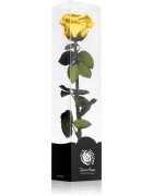 RoseAmor Yellow stabilizirana vrtnica na steblu 30 cm 1 kos