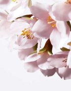 Shiseido White Lucent Illuminating Micro-Spot Serum posvetlitveni korekcijski serum proti pigmentnim madežem 50 ml