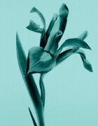 Tiffany & Co. Intense parfumska voda za ženske 30 ml