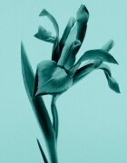 Tiffany & Co. Sheer toaletna voda za ženske 50 ml