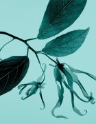 Tiffany & Co. Sheer toaletna voda za ženske 75 ml