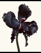 TOM FORD Black Orchid Reserve parfum uniseks 100 ml
