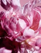 Viktor & Rolf Flowerbomb Pretty Peony parfumska voda za ženske 30 ml