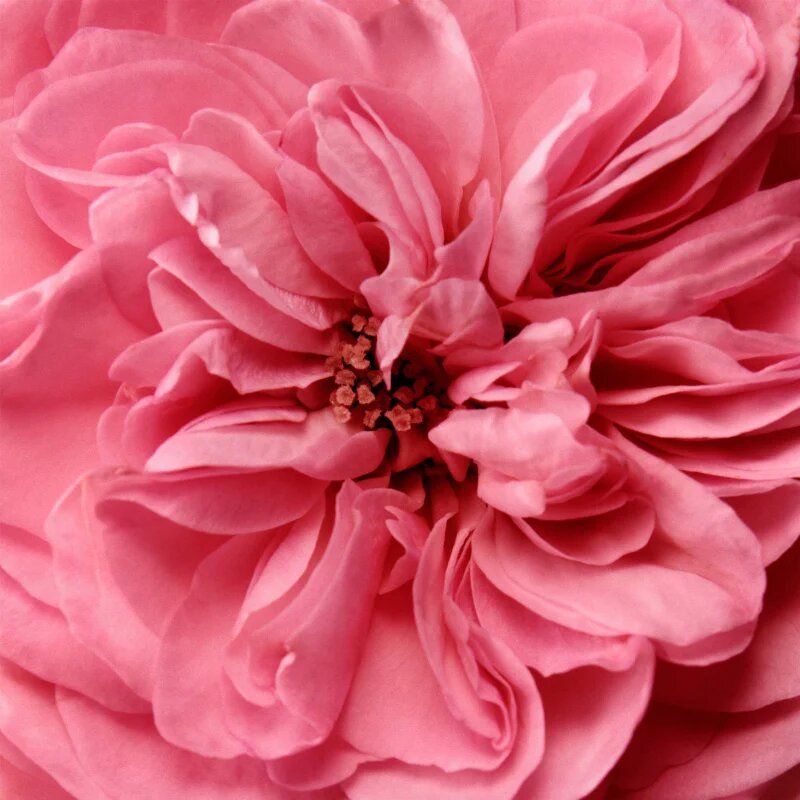 Chantecaille Rose de Mai Eye Lift krema za predel okoli oči z učinkom liftinga proti oteklinam 15 ml