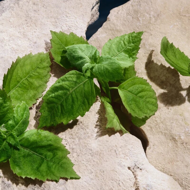 Dolce&Gabbana Light Blue Pour Homme Eau de Toilette toaletna voda za moške 50 ml