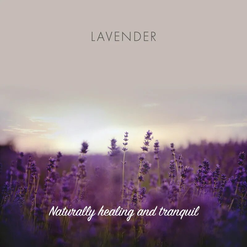 Friendly Soap Natural Soap Lavender naravno milo 7x95 g