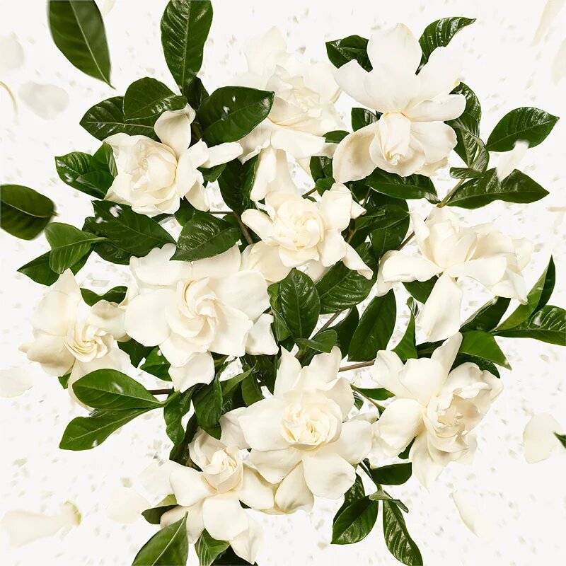 Gucci Flora Gorgeous Gardenia parfumska voda polnilna za ženske Refill 150 ml