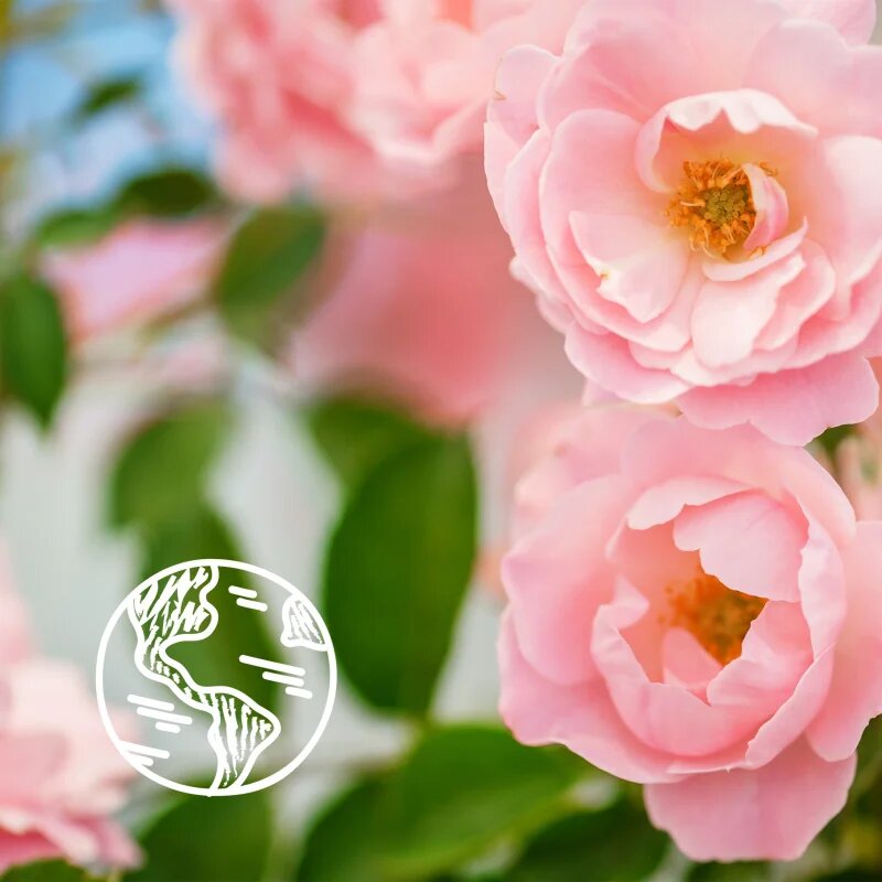 Le Petit Marseillais Bio Wild Rose osvežujoč gel za prhanje 250 ml
