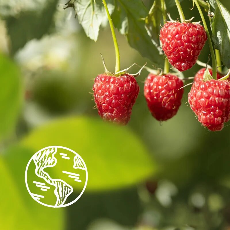 Le Petit Marseillais Raspberry BIO & Peony kremasti gel za prhanje 250 ml