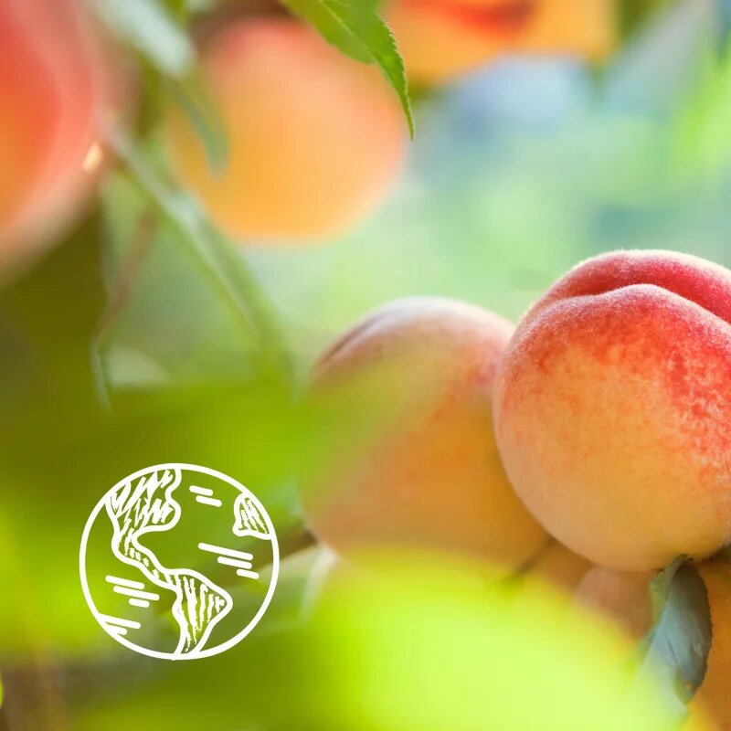 Le Petit Marseillais White Peach Bio & Nectarine Bio nežni gel za prhanje 250 ml