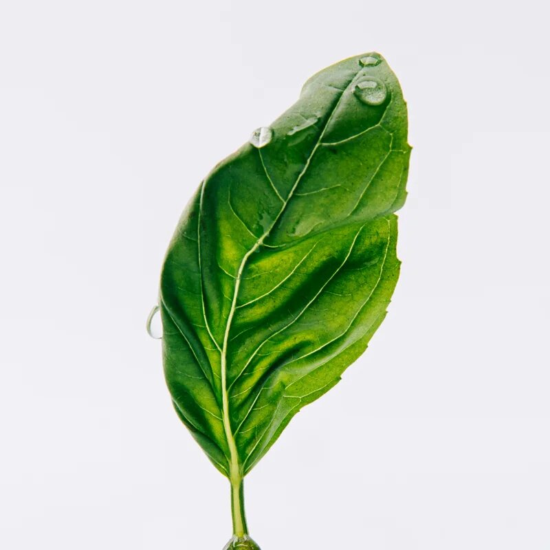 Loewe Esencia parfumska voda za moške 15 ml