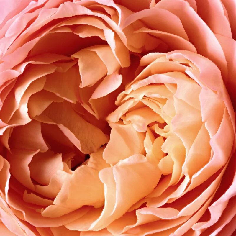 Reminiscence Rose Tentation parfumska voda uniseks 50 ml