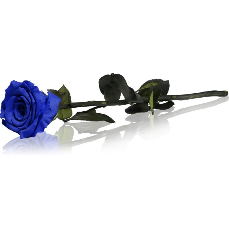 RoseAmor Blue stabilizirana vrtnica na steblu 1 kos