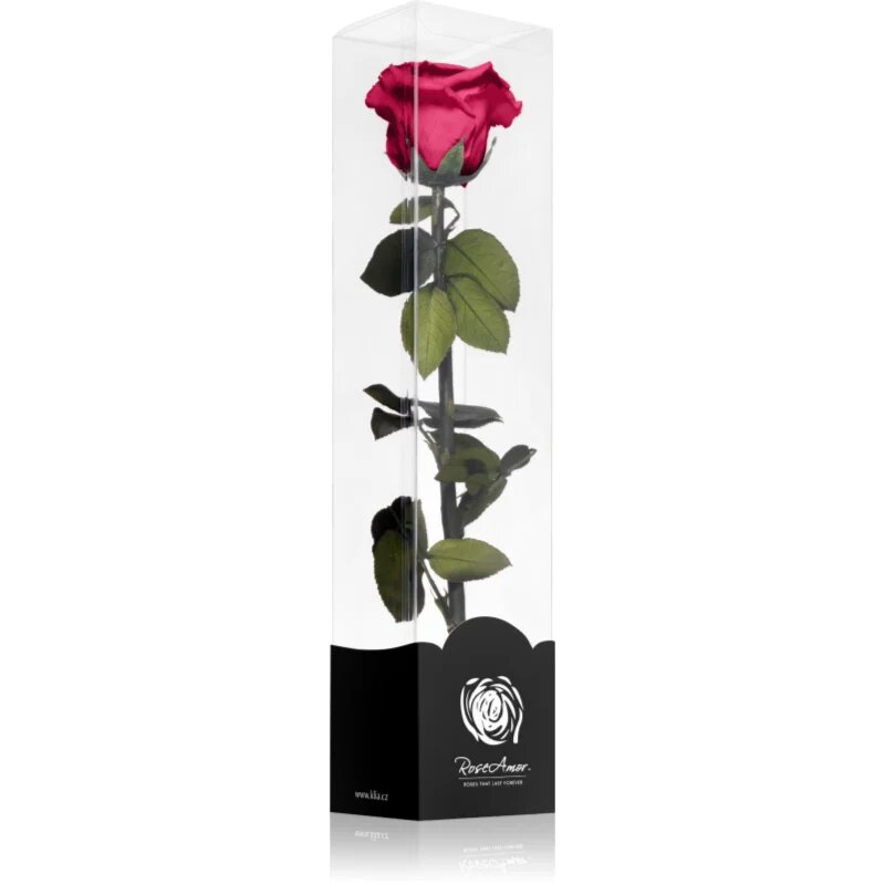 RoseAmor Fuchsia stabilizirana vrtnica na steblu 30 cm 1 kos