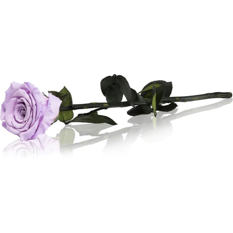RoseAmor Lila stabilizirana vrtnica na steblu 30 cm 1 kos
