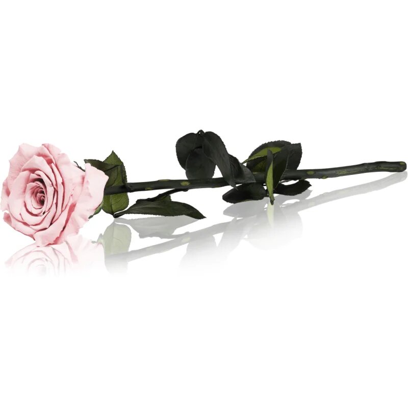 RoseAmor Pink stabilizirana vrtnica na steblu 30 cm 1 kos
