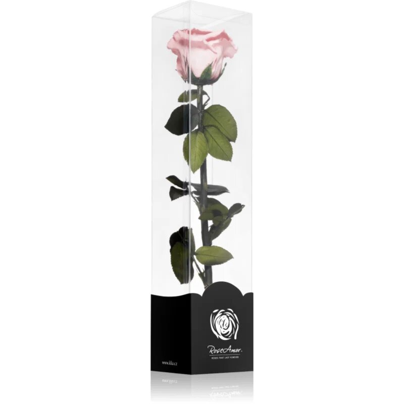 RoseAmor Pink stabilizirana vrtnica na steblu 30 cm 1 kos