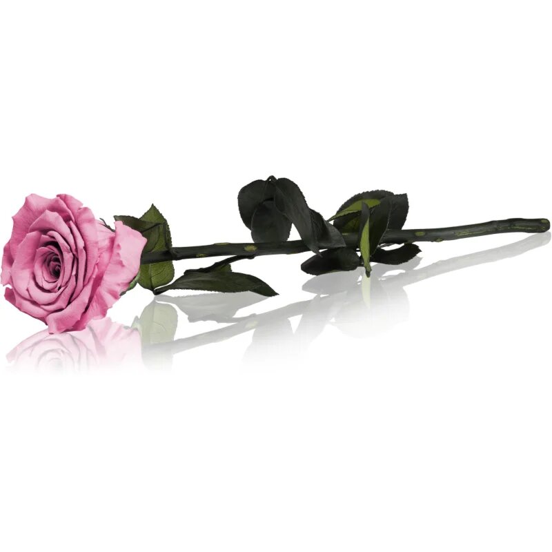 RoseAmor Pink stabilizirana vrtnica na steblu 30 cm 1 kos