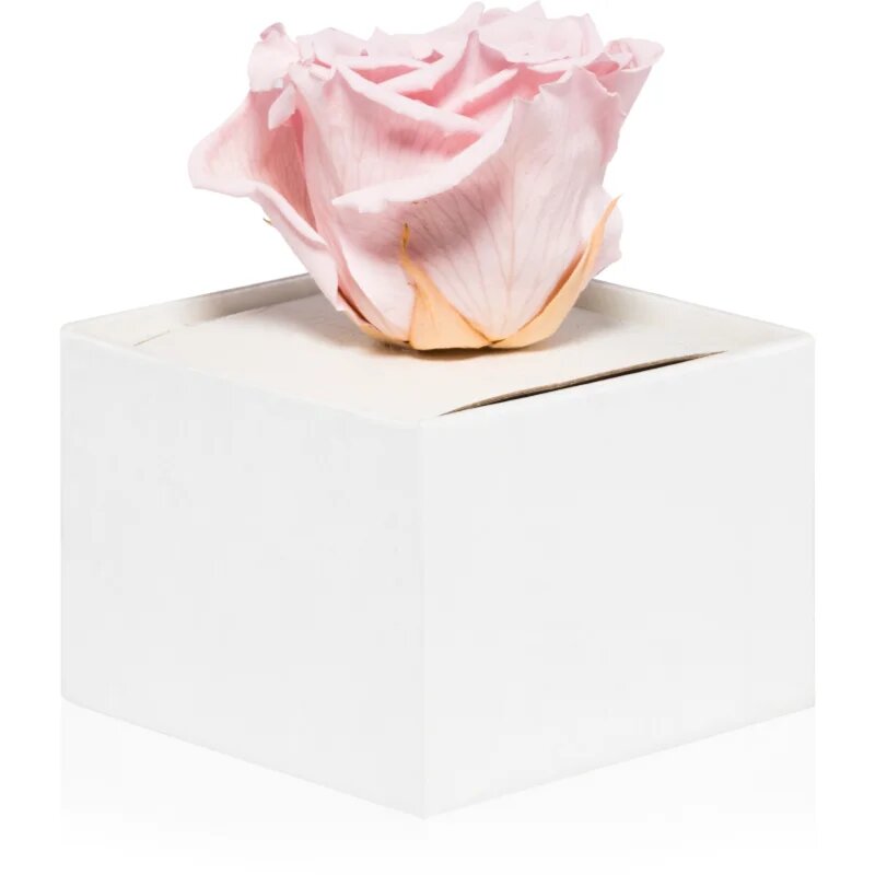 RoseAmor Pink stabilizirana vrtnica v škatlici 1 kos